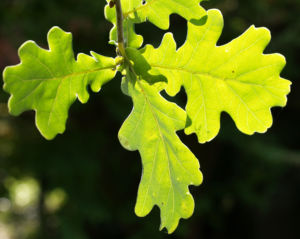 Stiel Eiche Eichel braun Blatt gruen Quercus robur 03