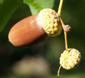 Stiel Eiche Eichel braun Blatt gruen Quercus robur 05