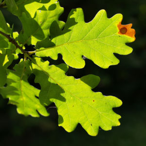 Stiel Eiche Eichel braun Blatt gruen Quercus robur 06