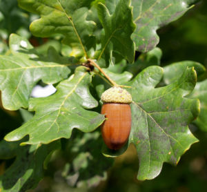 Stiel Eiche Eichel braun Blatt gruen Quercus robur 07