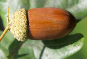 Stiel Eiche Eichel braun Blatt gruen Quercus robur 09