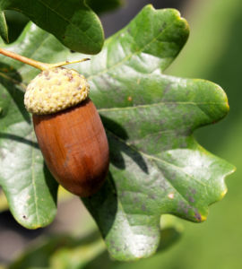 Stiel Eiche Eichel braun Blatt gruen Quercus robur 11