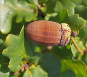 Stiel Eiche Eichel braun Blatt gruen Quercus robur 12