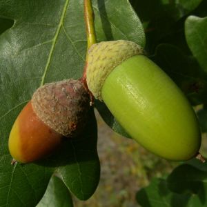 Stiel Eiche Eicheln Quercus robur 01