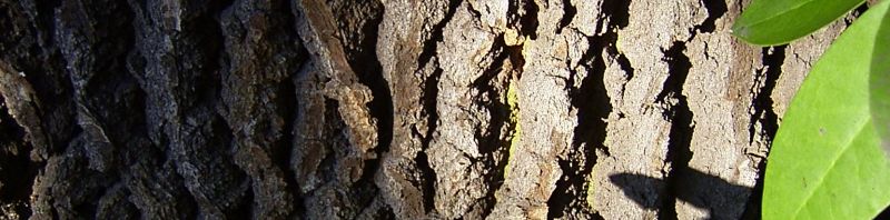 Anklicken um das ganze Bild zu sehen  Stieleiche Baum Rinde Grau Quercus robur