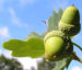 Zurück zum kompletten Bilderset Stieleiche Baum Blatt grün Eichel Quercus robur