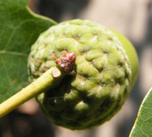 Stieleiche Baum Blatt gruen Eichel Quercus Robur 09