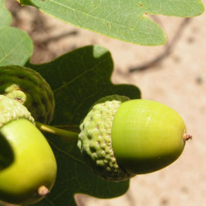Stieleiche Baum Blatt gruen Eichel Quercus Robur 12