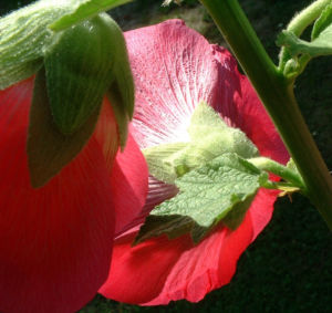 Stockrose hellrot Alcea rosea 07
