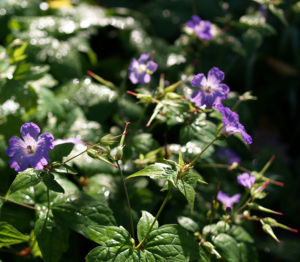 Storchschnabel Bluete blau pink Geranium nodosum 02