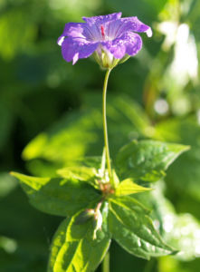 Storchschnabel Bluete blau pink Geranium nodosum 03