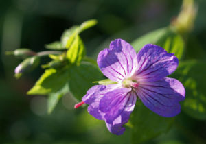 Storchschnabel Bluete blau pink Geranium nodosum 05