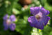 Zurück zum kompletten Bilderset Knoten-Storchschnabel Blüte blau pink Geranium nodosum