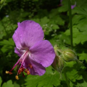 Storchschnabel Geranium x cantabrigiense 01