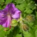 Zurück zum kompletten Bilderset Hybrid-Storchschnabel Blüte lila Geranium x cantabrigiense