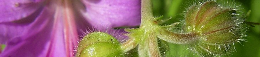 Anklicken um das ganze Bild zu sehen  Hybrid-Storchschnabel Blüte lila Geranium x cantabrigiense