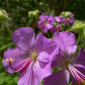 Storchschnabel Geranium x cantabrigiense 03