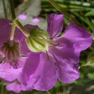 Storchschnabel Geranium x cantabrigiense 04