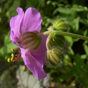 Storchschnabel Geranium x cantabrigiense 05
