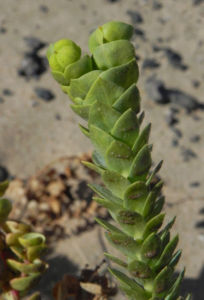 Strand Wolfsmilch Blatt gruen Euphorbia paralias 01