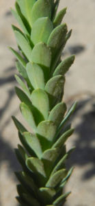 Strand Wolfsmilch Blatt gruen Euphorbia paralias 03
