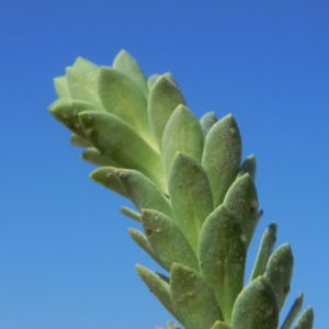 Strand Wolfsmilch Blatt gruen Euphorbia paralias 05