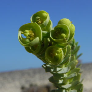 Strand Wolfsmilch Blatt gruen Euphorbia paralias 06