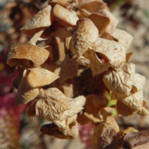 Strand Wolfsmilch Blatt gruen Euphorbia paralias 07
