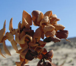 Strand Wolfsmilch Blatt gruen Euphorbia paralias 08