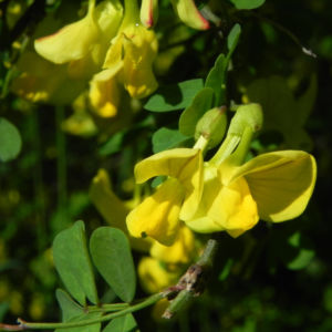Strauch Kronwicke Bluete gelb Hippocrepis emerus 01