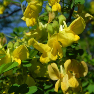 Strauch Kronwicke Bluete gelb Hippocrepis emerus 02