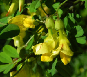 Strauch Kronwicke Bluete gelb Hippocrepis emerus 03