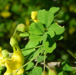Strauch Kronwicke Bluete gelb Hippocrepis emerus 04