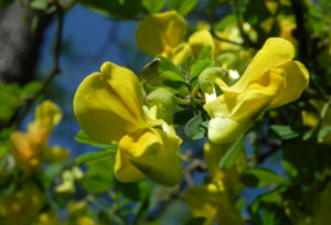 Strauch Kronwicke Bluete gelb Hippocrepis emerus 05