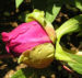 Zurück zum kompletten Bilderset Strauch Päonie Blüte purpurrot Paeonia suffruticosa