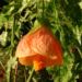 Zurück zum kompletten Bilderset Schönmalve Blüte orange Abutilon hybrid