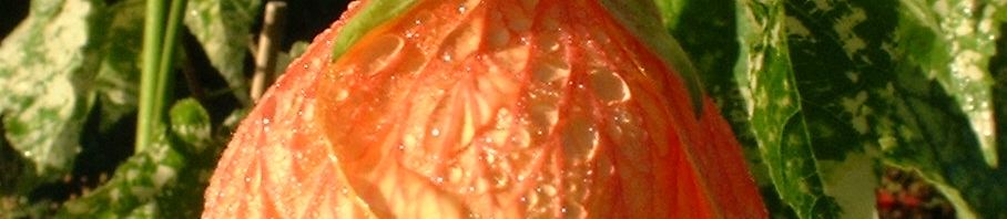 Anklicken um das ganze Bild zu sehen  Schönmalve Blüte orange Abutilon hybrid