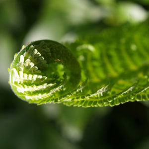 Straussfarn Blatt gruen Matteuccia struthiopteris 03