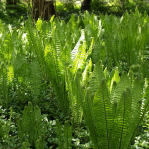 Straussfarn Blatt gruen Matteuccia struthiopteris 05