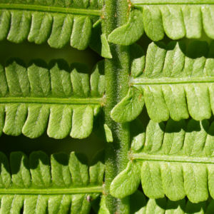 Straussfarn Blatt gruen Matteuccia struthiopteris 08