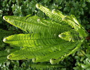 Straussfarn Blatt gruen Matteuccia struthiopteris 09