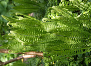 Straussfarn Blatt gruen Matteuccia struthiopteris 10