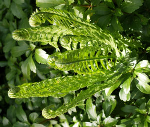 Straussfarn Blatt gruen Matteuccia struthiopteris 11