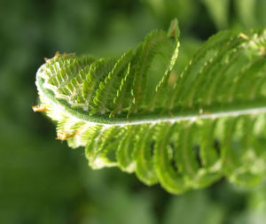 Straussfarn Blatt gruen Matteuccia struthiopteris 14