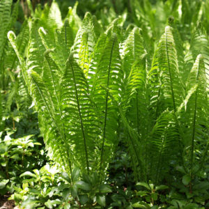 Straussfarn Blatt gruen Matteuccia struthiopteris 15