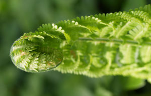 Straussfarn Blatt gruen Matteuccia struthiopteris 16