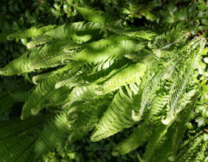 Straussfarn Blatt gruen Matteuccia struthiopteris 17