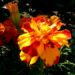 Zurück zum kompletten Bilderset Studentenblumen Blüte orangerot Tagetes erecta