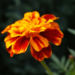 Zurück zum kompletten Bilderset Studentenblumen Blüte rot orange Tagetes erecta