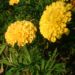 Zurück zum kompletten Bilderset Studentenblumen Blüte gelb Tagetes